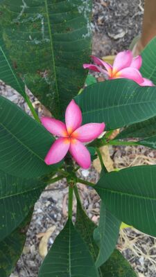 IMG_20250506_145140.jpg Thumbnail